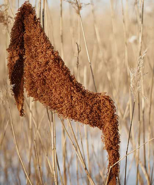 rk26 27 Lindsey Fowler: Clement